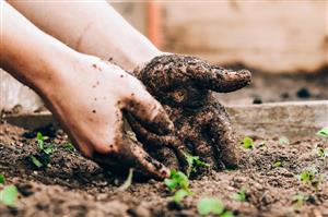 Gardening - Hands Dirty