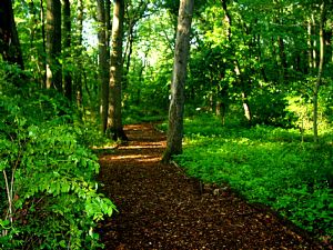 WRP Nature Trail